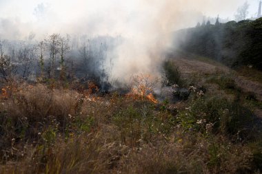 Orman ve bozkır yangınlar kuru tamamen şiddetli bir kuraklık sırasında bozkırlarında ve alanları yok. Felaket düzenli hasar doğa ve bölge ekonomisi için getiriyor. Işık alan buğday hasat ile
