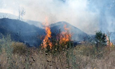 Orman ve bozkır yangınlar kuru tamamen şiddetli bir kuraklık sırasında bozkırlarında ve alanları yok. Felaket düzenli hasar doğa ve bölge ekonomisi için getiriyor. Işık alan buğday hasat ile
