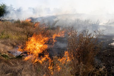 Orman ve bozkır yangınlar kuru tamamen şiddetli bir kuraklık sırasında bozkırlarında ve alanları yok. Felaket düzenli hasar doğa ve bölge ekonomisi için getiriyor. Işık alan buğday hasat ile