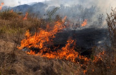 Orman ve bozkır yangınlar kuru tamamen şiddetli bir kuraklık sırasında bozkırlarında ve alanları yok. Felaket düzenli hasar doğa ve bölge ekonomisi için getiriyor. Işık alan buğday hasat ile