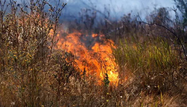 Orman ve bozkır yangınlar kuru tamamen şiddetli bir kuraklık sırasında bozkırlarında ve alanları yok. Felaket düzenli hasar doğa ve bölge ekonomisi için getiriyor. Işık alan buğday hasat ile