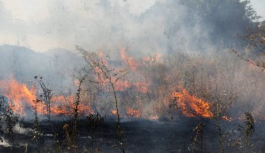Orman ve bozkır yangınlar kuru tamamen şiddetli bir kuraklık sırasında bozkırlarında ve alanları yok. Felaket düzenli hasar doğa ve bölge ekonomisi için getiriyor. Işık alan buğday hasat ile