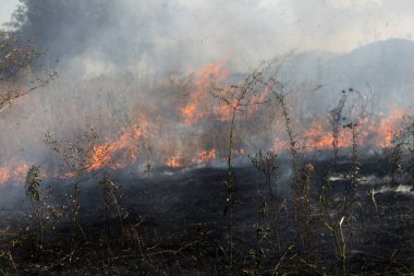 Orman ve bozkır yangınlar kuru tamamen şiddetli bir kuraklık sırasında bozkırlarında ve alanları yok. Felaket düzenli hasar doğa ve bölge ekonomisi için getiriyor. Işık alan buğday hasat ile