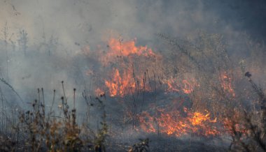 Orman ve bozkır yangınlar kuru tamamen şiddetli bir kuraklık sırasında bozkırlarında ve alanları yok. Felaket düzenli hasar doğa ve bölge ekonomisi için getiriyor. Işık alan buğday hasat ile