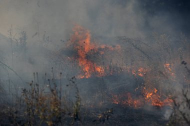 Orman ve bozkır yangınlar kuru tamamen şiddetli bir kuraklık sırasında bozkırlarında ve alanları yok. Felaket düzenli hasar doğa ve bölge ekonomisi için getiriyor. Işık alan buğday hasat ile