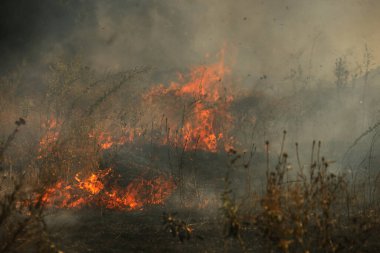 Orman ve bozkır yangınlar kuru tamamen şiddetli bir kuraklık sırasında bozkırlarında ve alanları yok. Felaket düzenli hasar doğa ve bölge ekonomisi için getiriyor. Işık alan buğday hasat ile
