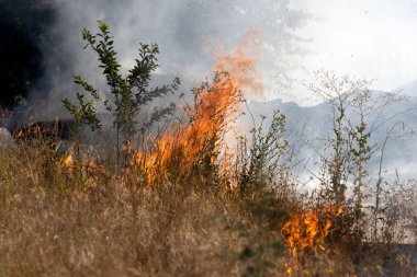 Orman ve bozkır yangınlar kuru tamamen şiddetli bir kuraklık sırasında bozkırlarında ve alanları yok. Felaket düzenli hasar doğa ve bölge ekonomisi için getiriyor. Işık alan buğday hasat ile