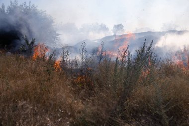 Orman ve bozkır yangınlar kuru tamamen şiddetli bir kuraklık sırasında bozkırlarında ve alanları yok. Felaket düzenli hasar doğa ve bölge ekonomisi için getiriyor. Işık alan buğday hasat ile