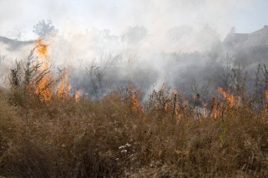 Orman ve bozkır yangınlar kuru tamamen şiddetli bir kuraklık sırasında bozkırlarında ve alanları yok. Felaket düzenli hasar doğa ve bölge ekonomisi için getiriyor. Işık alan buğday hasat ile
