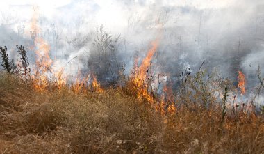 Orman ve bozkır yangınlar kuru tamamen şiddetli bir kuraklık sırasında bozkırlarında ve alanları yok. Felaket düzenli hasar doğa ve bölge ekonomisi için getiriyor. Işık alan buğday hasat ile