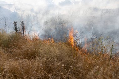 Orman ve bozkır yangınlar kuru tamamen şiddetli bir kuraklık sırasında bozkırlarında ve alanları yok. Felaket düzenli hasar doğa ve bölge ekonomisi için getiriyor. Işık alan buğday hasat ile