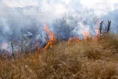 Orman ve bozkır yangınlar kuru tamamen şiddetli bir kuraklık sırasında bozkırlarında ve alanları yok. Felaket düzenli hasar doğa ve bölge ekonomisi için getiriyor. Işık alan buğday hasat ile