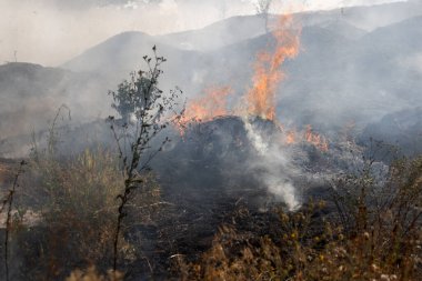 Orman ve bozkır yangınlar kuru tamamen şiddetli bir kuraklık sırasında bozkırlarında ve alanları yok. Felaket düzenli hasar doğa ve bölge ekonomisi için getiriyor. Işık alan buğday hasat ile