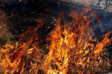 Orman ve bozkır yangınlar kuru tamamen şiddetli bir kuraklık sırasında bozkırlarında ve alanları yok. Felaket düzenli hasar doğa ve bölge ekonomisi için getiriyor. Işık alan buğday hasat ile