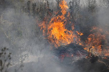 Orman ve bozkır yangınlar kuru tamamen şiddetli bir kuraklık sırasında bozkırlarında ve alanları yok. Felaket düzenli hasar doğa ve bölge ekonomisi için getiriyor. Işık alan buğday hasat ile