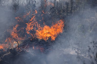 Orman ve bozkır yangınlar kuru tamamen şiddetli bir kuraklık sırasında bozkırlarında ve alanları yok. Felaket düzenli hasar doğa ve bölge ekonomisi için getiriyor. Işık alan buğday hasat ile
