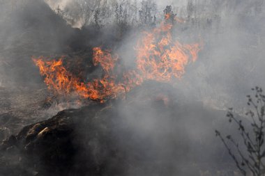 Orman ve bozkır yangınlar kuru tamamen şiddetli bir kuraklık sırasında bozkırlarında ve alanları yok. Felaket düzenli hasar doğa ve bölge ekonomisi için getiriyor. Işık alan buğday hasat ile