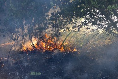 Orman ve bozkır yangınlar kuru tamamen şiddetli bir kuraklık sırasında bozkırlarında ve alanları yok. Felaket düzenli hasar doğa ve bölge ekonomisi için getiriyor. Işık alan buğday hasat ile