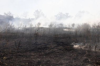 Orman ve bozkır yangınlar kuru tamamen şiddetli bir kuraklık sırasında bozkırlarında ve alanları yok. Felaket düzenli hasar doğa ve bölge ekonomisi için getiriyor. Işık alan buğday hasat ile