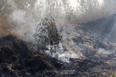 Orman ve bozkır yangınlar kuru tamamen şiddetli bir kuraklık sırasında bozkırlarında ve alanları yok. Felaket düzenli hasar doğa ve bölge ekonomisi için getiriyor. Işık alan buğday hasat ile