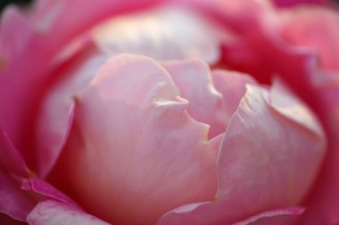 Nazik gül çiçeğinin kapanışı, taç yaprakları makro desenli, doğa güzelliği afişi, doğal çiçekli, optik bulanık yaşam, organik tasarım görsel eğilim, hassas soyut doğa arka planı