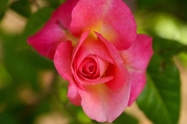 Nazik gül çiçeğinin kapanışı, taç yaprakları makro desenli, doğa güzelliği afişi, doğal çiçekli, optik bulanık yaşam, organik tasarım görsel eğilim, hassas soyut doğa arka planı