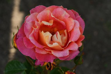 Nazik gül çiçeğinin kapanışı, taç yaprakları makro desenli, doğa güzelliği afişi, doğal çiçekli, optik bulanık yaşam, organik tasarım görsel eğilim, hassas soyut doğa arka planı