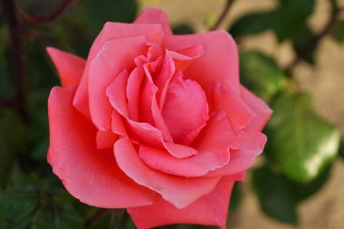 Nazik gül çiçeğinin kapanışı, taç yaprakları makro desenli, doğa güzelliği afişi, doğal çiçekli, optik bulanık yaşam, organik tasarım görsel eğilim, hassas soyut doğa arka planı