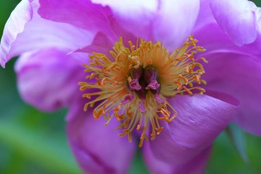 Clematis Doktor Ruppel, özel renkte bir tırmanma bitkisi, pembe. Kalibreli çeşitli klematitin güzel renkli çiçeğine yaklaş. Çiçekli doğal tasarım geçmişi için güzel bir kart.