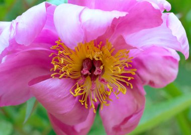 Clematis Doktor Ruppel, özel renkte bir tırmanma bitkisi, pembe. Kalibreli çeşitli klematitin güzel renkli çiçeğine yaklaş. Çiçekli doğal tasarım geçmişi için güzel bir kart.