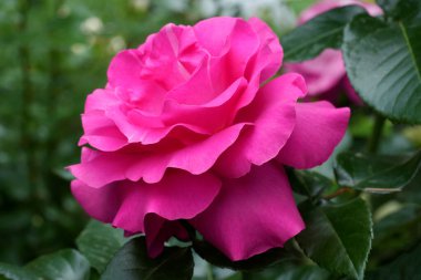 Nazik gül çiçeğinin kapanışı, taç yaprakları makro desenli, doğa güzelliği afişi, doğal çiçekli, optik bulanık yaşam, organik tasarım görsel eğilim, hassas soyut doğa arka planı