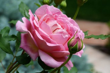 Nazik gül çiçeğinin kapanışı, taç yaprakları makro desenli, doğa güzelliği afişi, doğal çiçekli, optik bulanık yaşam, organik tasarım görsel eğilim, hassas soyut doğa arka planı