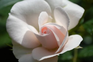 Nazik gül çiçeğinin kapanışı, taç yaprakları makro desenli, doğa güzelliği afişi, doğal çiçekli, optik bulanık yaşam, organik tasarım görsel eğilim, hassas soyut doğa arka planı