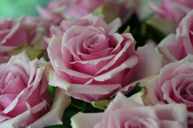 Nazik gül çiçeğinin kapanışı, taç yaprakları makro desenli, doğa güzelliği afişi, doğal çiçekli, optik bulanık yaşam, organik tasarım görsel eğilim, hassas soyut doğa arka planı