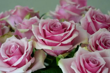 Nazik gül çiçeğinin kapanışı, taç yaprakları makro desenli, doğa güzelliği afişi, doğal çiçekli, optik bulanık yaşam, organik tasarım görsel eğilim, hassas soyut doğa arka planı