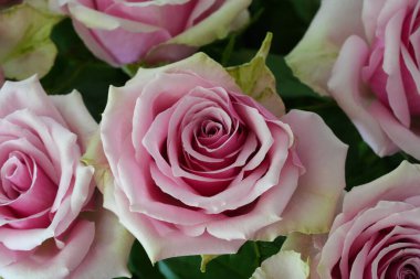 Nazik gül çiçeğinin kapanışı, taç yaprakları makro desenli, doğa güzelliği afişi, doğal çiçekli, optik bulanık yaşam, organik tasarım görsel eğilim, hassas soyut doğa arka planı