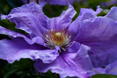 Clematis Doktor Ruppel, özel renkte bir tırmanma bitkisi, pembe. Kalibreli çeşitli klematitin güzel renkli çiçeğine yaklaş. Çiçekli doğal tasarım geçmişi için güzel bir kart.