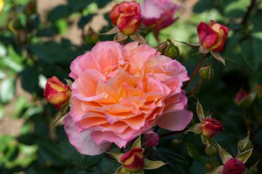 Nazik gül çiçeğinin kapanışı, taç yaprakları makro desenli, doğa güzelliği afişi, doğal çiçekli, optik bulanık yaşam, organik tasarım görsel eğilim, hassas soyut doğa arka planı