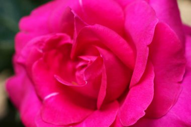 Nazik gül çiçeğinin kapanışı, taç yaprakları makro desenli, doğa güzelliği afişi, doğal çiçekli, optik bulanık yaşam, organik tasarım görsel eğilim, hassas soyut doğa arka planı