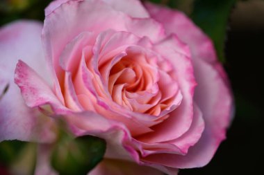 Nazik gül çiçeğinin kapanışı, taç yaprakları makro desenli, doğa güzelliği afişi, doğal çiçekli, optik bulanık yaşam, organik tasarım görsel eğilim, hassas soyut doğa arka planı