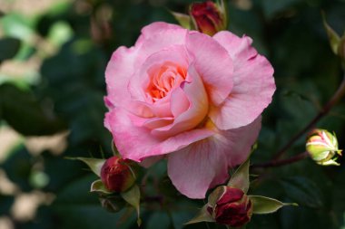 Nazik gül çiçeğinin kapanışı, taç yaprakları makro desenli, doğa güzelliği afişi, doğal çiçekli, optik bulanık yaşam, organik tasarım görsel eğilim, hassas soyut doğa arka planı