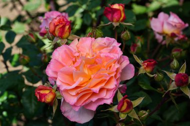 Nazik gül çiçeğinin kapanışı, taç yaprakları makro desenli, doğa güzelliği afişi, doğal çiçekli, optik bulanık yaşam, organik tasarım görsel eğilim, hassas soyut doğa arka planı