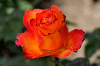 Nazik gül çiçeğinin kapanışı, taç yaprakları makro desenli, doğa güzelliği afişi, doğal çiçekli, optik bulanık yaşam, organik tasarım görsel eğilim, hassas soyut doğa arka planı