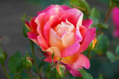 Nazik gül çiçeğinin kapanışı, taç yaprakları makro desenli, doğa güzelliği afişi, doğal çiçekli, optik bulanık yaşam, organik tasarım görsel eğilim, hassas soyut doğa arka planı