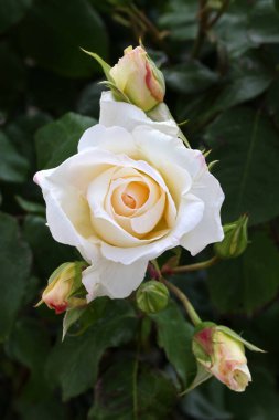 Güzel pembe sarı güller ve gül tomurcukları gün ortası güneşi altında gül bahçesinde, yakın plan, seçici odak. Çiçekli doğal arka plan ve yakın plan gül çiçeği. Güzel romantik bir hediye. Tebrik kartı