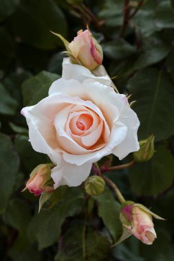 Güzel pembe sarı güller ve gül tomurcukları gün ortası güneşi altında gül bahçesinde, yakın plan, seçici odak. Çiçekli doğal arka plan ve yakın plan gül çiçeği. Güzel romantik bir hediye. Tebrik kartı