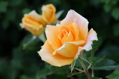 Güzel pembe sarı güller ve gül tomurcukları gün ortası güneşi altında gül bahçesinde, yakın plan, seçici odak. Çiçekli doğal arka plan ve yakın plan gül çiçeği. Güzel romantik bir hediye. Tebrik kartı