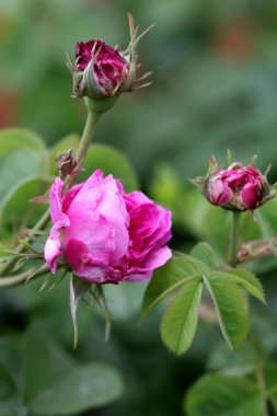Güzel pembe sarı güller ve gül tomurcukları gün ortası güneşi altında gül bahçesinde, yakın plan, seçici odak. Çiçekli doğal arka plan ve yakın plan gül çiçeği. Güzel romantik bir hediye. Tebrik kartı