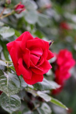 Güzel pembe sarı güller ve gül tomurcukları gün ortası güneşi altında gül bahçesinde, yakın plan, seçici odak. Çiçekli doğal arka plan ve yakın plan gül çiçeği. Güzel romantik bir hediye. Tebrik kartı