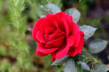 Güzel pembe sarı güller ve gül tomurcukları gün ortası güneşi altında gül bahçesinde, yakın plan, seçici odak. Çiçekli doğal arka plan ve yakın plan gül çiçeği. Güzel romantik bir hediye. Tebrik kartı